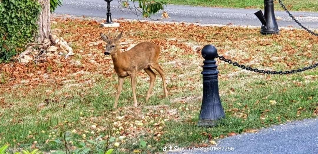Gites Du Domaine De La Gauderie Sanilhac  エクステリア 写真